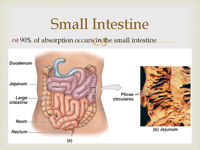 Small Intestine 90% of absorption occurs in the small intestine